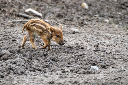 Cute Wild boar piglet walks through the mudの写真素材