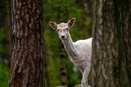 White female fallow deer between 2 treesの写真素材