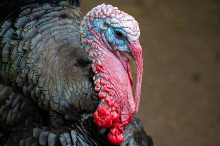 Portrait of a bronze turkey (Meleagris gallopavo)の写真素材