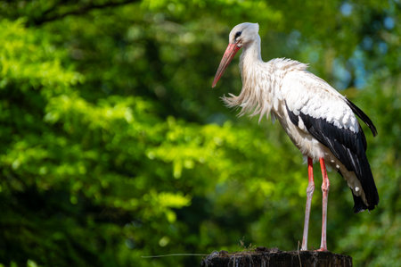 A stork in a nest with trees in the backgroundの写真素材