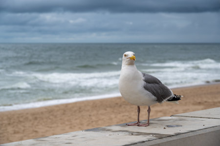 Seagull on the promenade of the island of Syltの写真素材