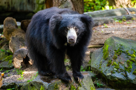 The sloth bear (Melursus ursinus)の写真素材
