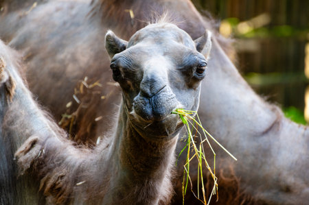 Portrait of a Bactrian camel eating gras, Camelus bactrianus, looking at cameraの写真素材