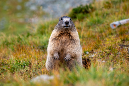A cute marmot stands on his feet in the Alps in Austriaの写真素材