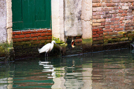 Great Egret sits on the canal in Veniceの写真素材