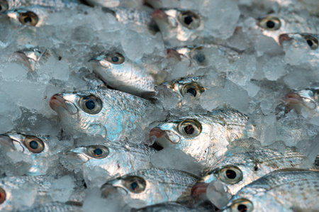 fish on freezer shelf in supermarket, close up shot.の写真素材