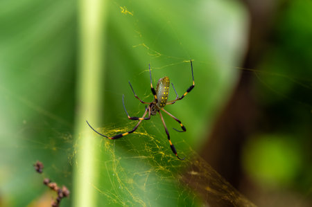 Precariously hung from its design, Golden Silk Orb Weaver Spider (Trichonephila clavipes),の写真素材