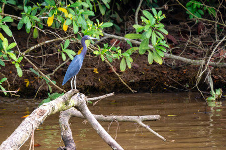 Blue Heron (Egretta caerulea) perching on a fallen tree.の写真素材