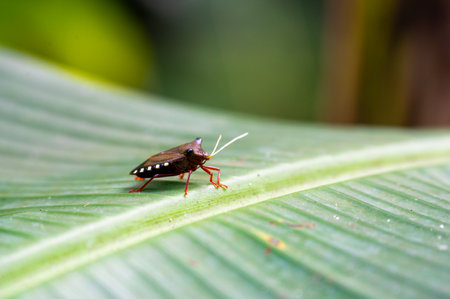 Red-legged shieldbug (Pentatoma rufipes) or forest bug on a green leafの写真素材