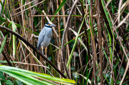Yellow-crowned Night-Heron (Nyctanassa violacea) hunting in a swampの写真素材