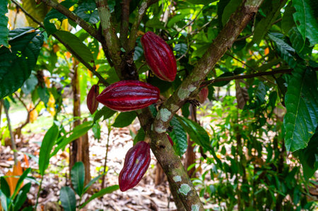 A close up look at cacao pods ripening to red on cacao trees on a chocolate farmの写真素材