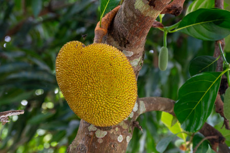 Jack fruit hanging in trees in a tropicalの写真素材