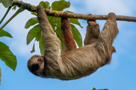 Cute sloth (Bradypus) hanging on tree branch with funny face look, perfect portrait of wild animal in the rainforestの写真素材