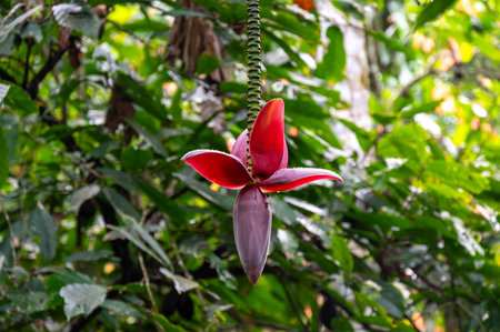 Beautiful Banana Heart Flower Blossomの写真素材