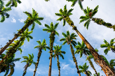 Tropical landscape with palm trees. Exotic place view through palm tree silhouettes. Palm tree forest.の写真素材