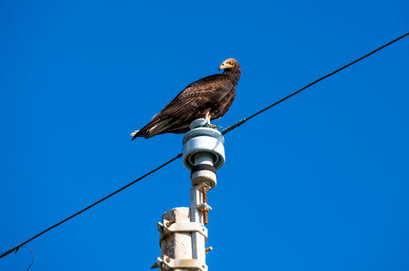 Yellow-headed vulture on top of a poleの写真素材