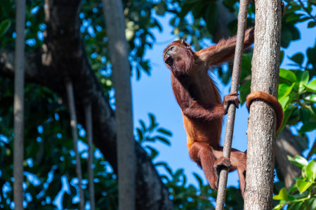 Howler monkey in tree in Costa Rica. High quality photoの写真素材