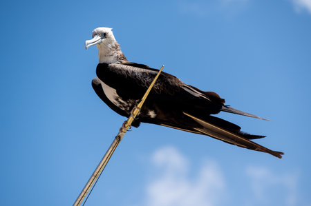 The Magnificent Frigatebird (Fregata magnificens)の写真素材