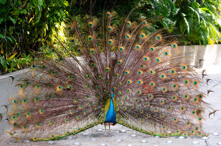 A peacock with its tail unfoldedの写真素材