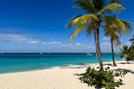 Beach on Isla Catalina, Dominican Republic. High quality photoの写真素材