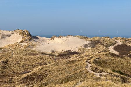 Dunes at the beach near Hvide Sande in Denmarkの写真素材