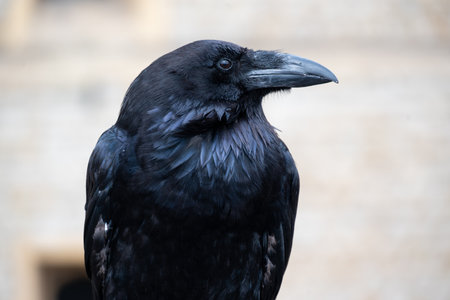 The Portrait of a black raven.の写真素材