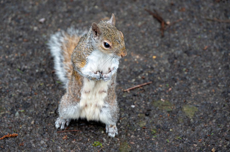 Squirrel standing upright on a textured pavement, showcasing its bushy tail and alert posture in a natural outdoor setting.の写真素材