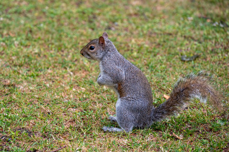 Squirrel standing upright on a textured pavement, showcasing its bushy tail and alert posture in a natural outdoor setting.の写真素材