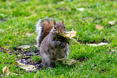 Close-up of a grey squirrel holding leaf with its pawsの写真素材