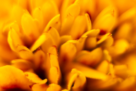 Beautiful close-up of  a French marigold - Tagetes patulaの写真素材