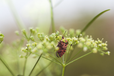 Striped-Bug on top of fennel flowers - Graphosoma lineatum -  Foeniculum vulgareの写真素材
