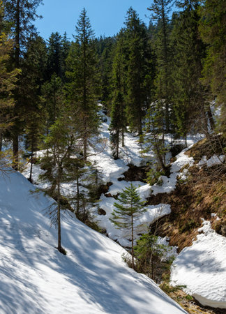 Snow blankets the slopes and trees in Garmisch-Partenkirchen during winter. The bright blue sky contrasts with the white snow, creating a serene and picturesque scene in Bavaria, Germany.の写真素材