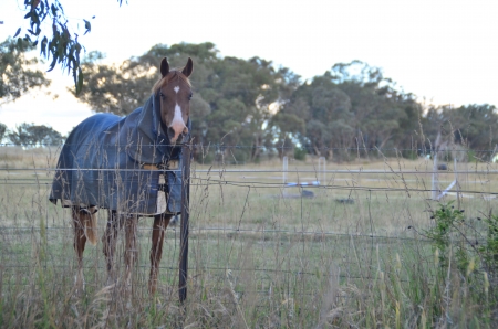 Horse
