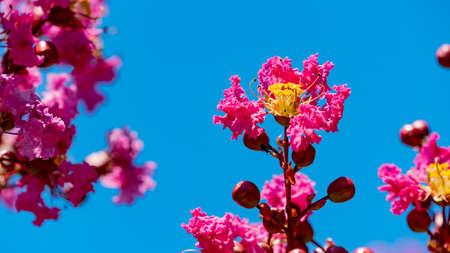 Pink Crepe myrtle flowers against blue skyの写真素材