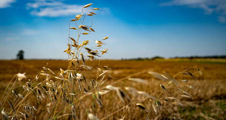 Last of the summers wheat