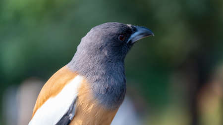 Close up of a Rufous Treepie or Tiger's Dentist looking out of shotの写真素材