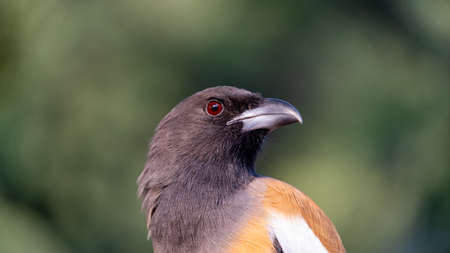 Close up of a Rufous Treepieの写真素材