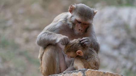 Mother monkey grooming her youngの写真素材