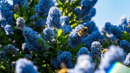 Bumblebees harvest pollen from a blue ceanothusの写真素材