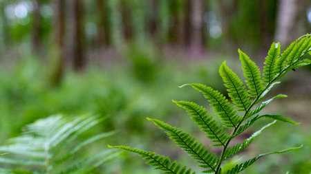 Close up of green fern leafの写真素材