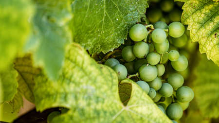 Grapes growing on the vine hidden amongst the leavesの写真素材