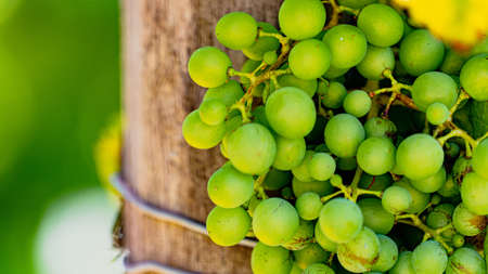 Closeup of grapes growing on the vine amongst leavesの写真素材
