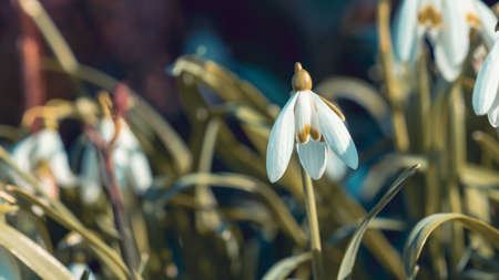 Close up of snowdrop white flowerの写真素材