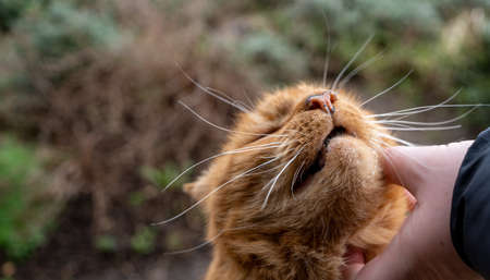 Selective focus of a cats face as it lovingly accepts fussの写真素材