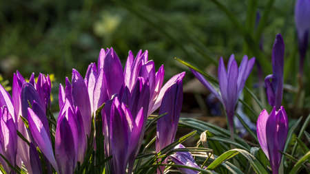 Purple crocuses in the grassの写真素材