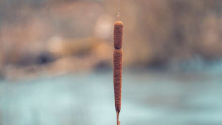 Single pond reed in the winterの写真素材