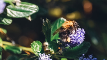 A Bumblebee harvesting and carrying pollen on a blue Ceanothusの写真素材