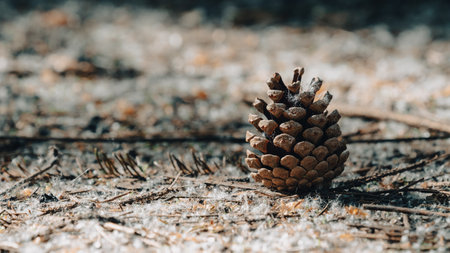 A pine cone on the groundの写真素材