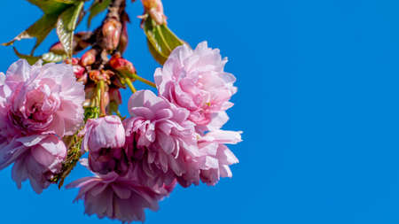 Pink blossom in bloom on a tree against a blue skyの写真素材