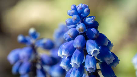 Close up of a purple hyacinthの写真素材